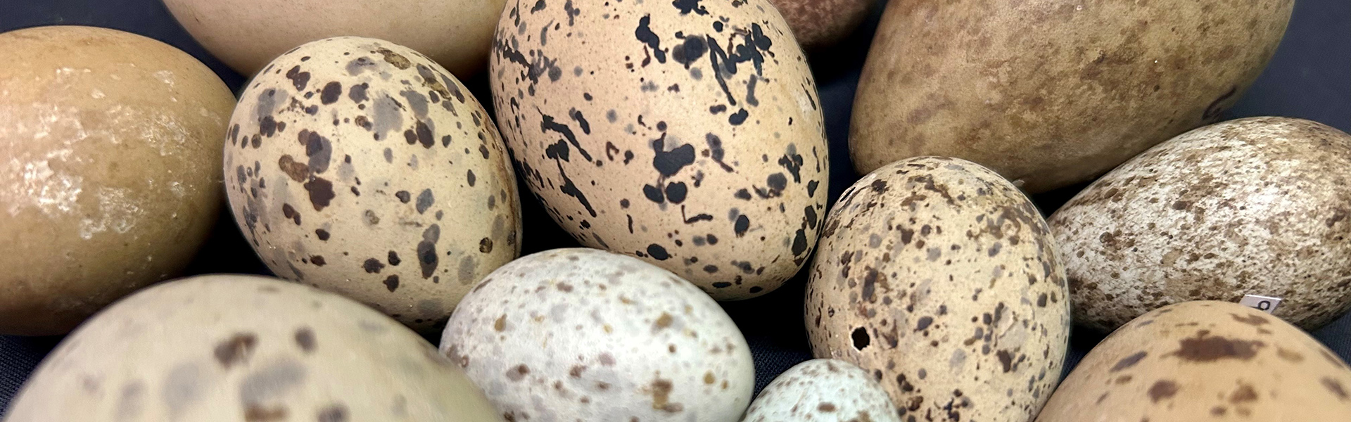 Picture of speckled eggs
