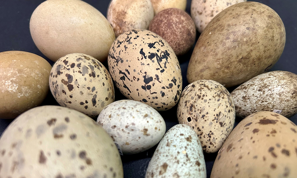 Picture of speckled eggs