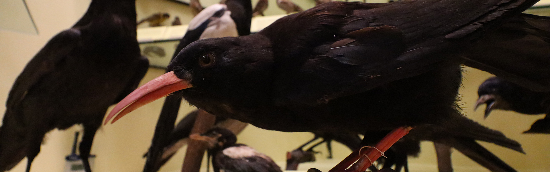 A stuffed back magpie