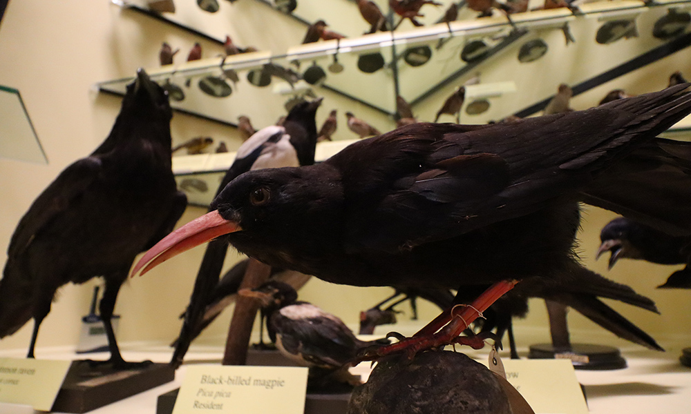 A stuffed black magpie
