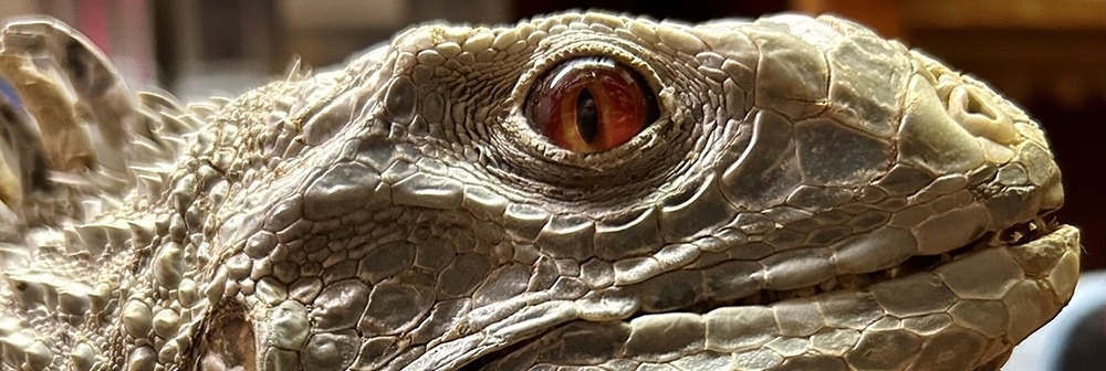 A reptile's eye up close