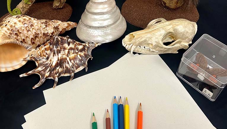 Colour pencils on a blank page
