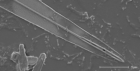 Amphipleura pellucida
