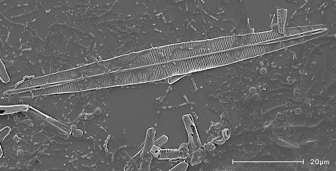 Amphipleura pellucida