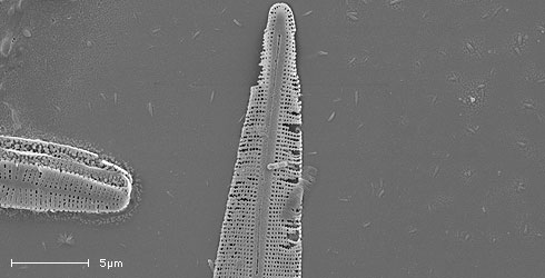 Amphipleura pellucida