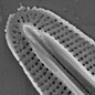 amphipleura-pellucida