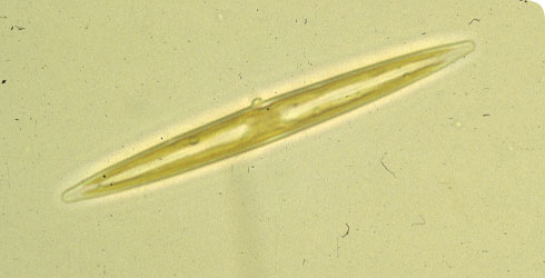 Amphipleura pellucida