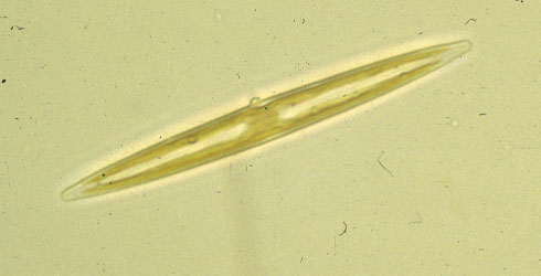 Amphipleura pellucida