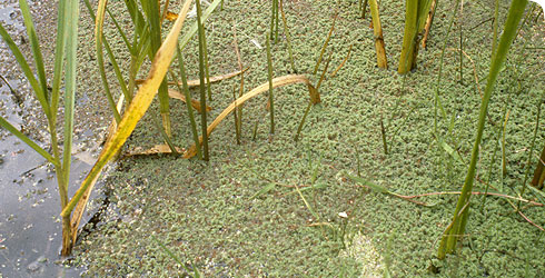 Azolla filiculoides in Norfolk
