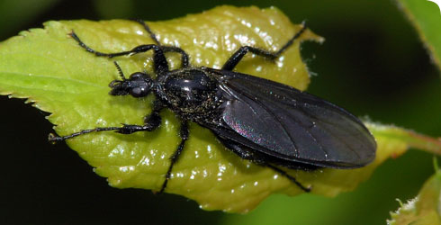 Female Bibio marci
