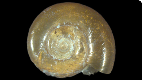 Biomphalaria sudanica shell