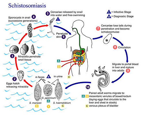 SchistoSchistosomiasis life cycle