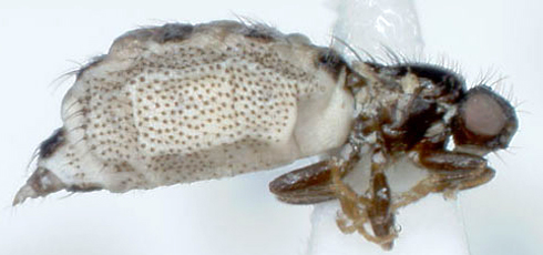 carnus hemapterus