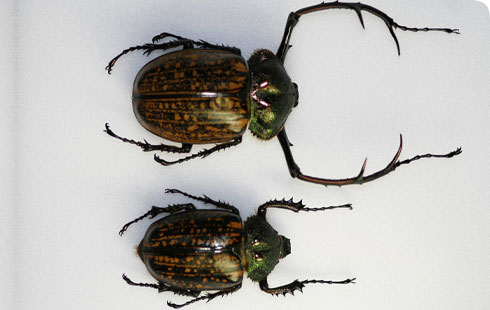 Male (l) and female (r) of Cheirotonus parryi