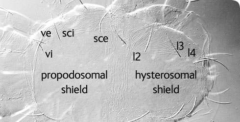 The shape of the shields, and number and arrangement of setae on the upper surface of the body are c