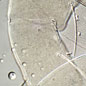 The femur of leg IV of Cheyletus eruditus carries two setae that are touch-sensitive