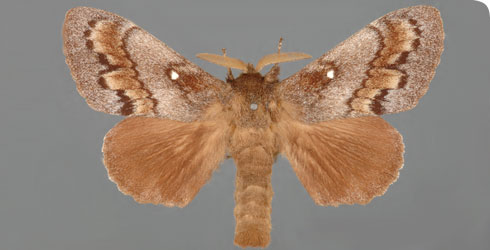 Male Dendrolimus pini