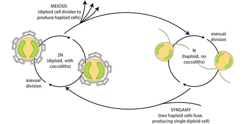 Diagram of the lifecycle of Emiliania huxleyi