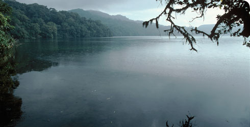 The lake bottom habitat of Isoetes biafrana in Lake Oku