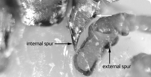 Ixodes ricinus female coxal spurs 