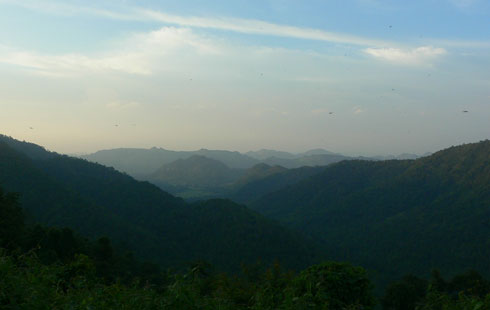 Khao Yai National Park, Thailand, the habitat of Cheirotonus parryi