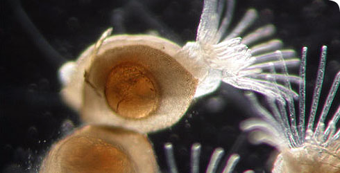 Crystal moss animal hatching from statoblast