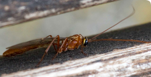 Ophion obscuratus, a parasitoid wasp