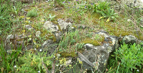 Pleurochaete squarrosa on a boulder