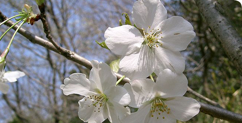 prunus-speciosa