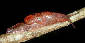 Live adult of Ratnadvipia karui