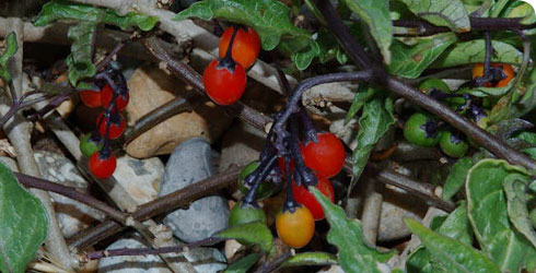 Solanum dulcamara