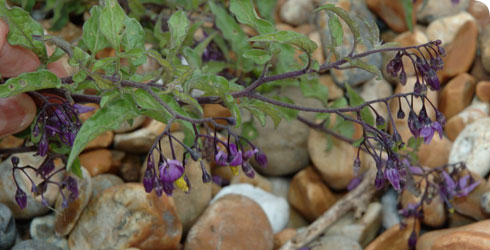 Red and yellow fruits of Solanum dulcamara