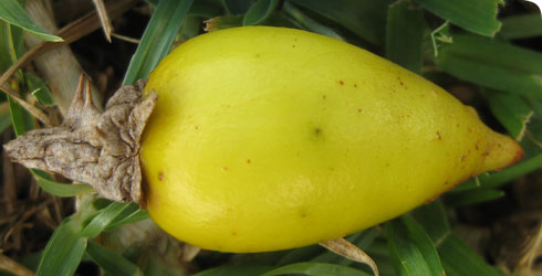 Solanum phoxocarpum