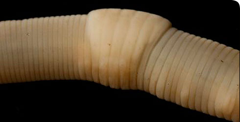 Dendrobaena attemsi