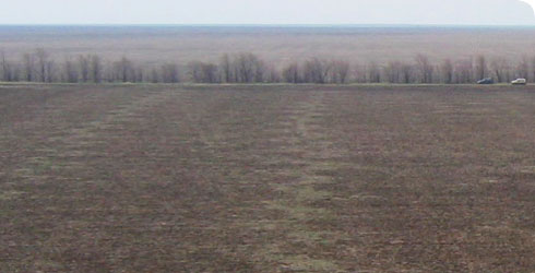 Typical great bustard habitat