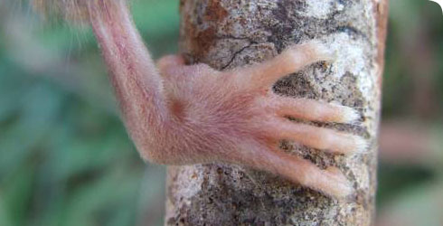 Chaco mouse opossum hind foot 