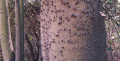Ceiba chodatii