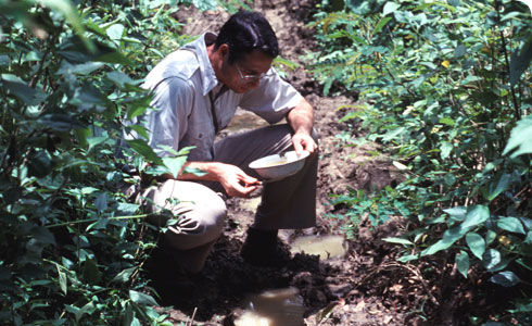 Collecting Anopheles dirus
