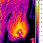 Wohlfahrtia magnifica infestation of a sheep scrotum (right) shown in infra red - Hungary. 