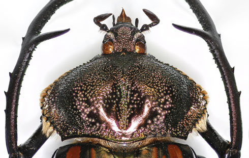 The shiny pronotum of the male Cheirotonus parryi