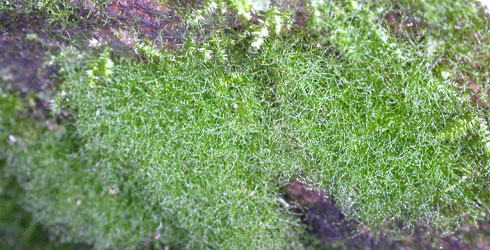 Gametophyte at Bell Bank, Bingley, Yorks