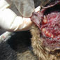 Wohlfahrtia magnifica in a dog's ear