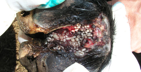 Wohlfahrtia magnifica hoof infestation