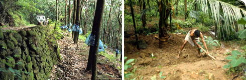 Habitat of Xylophis captaini