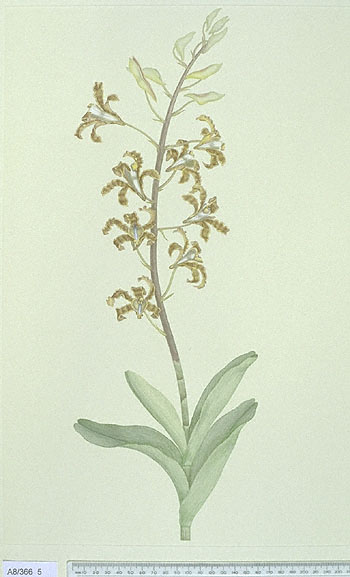 Dendrobium discolor