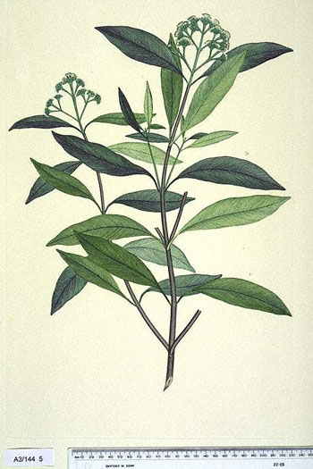 Eugenia banksii