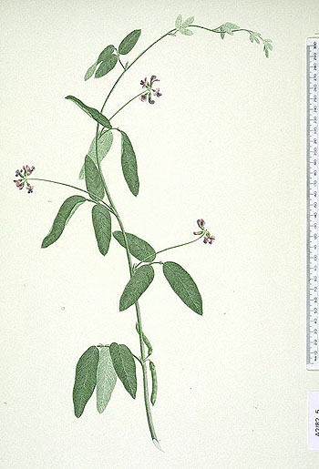 Glycine tomentella