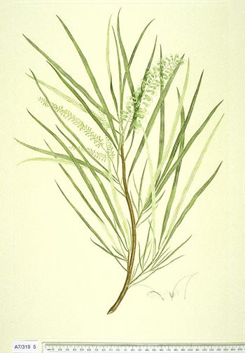 Grevillea paralella
