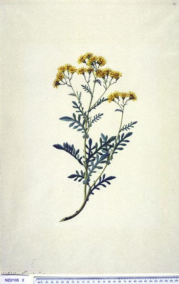 Senecio lautus