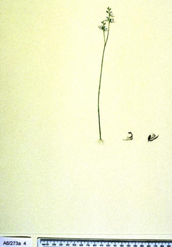 Utricularia caerulea